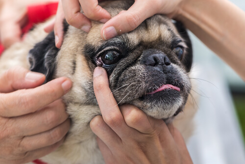 Infección ocular en perros