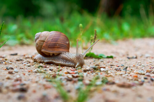 Información sobre el caracol