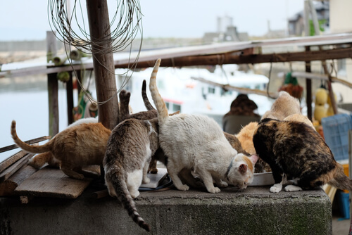 Isla Aogashima de Japón: gatos