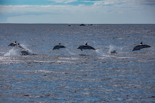 Islas Azores: delfines