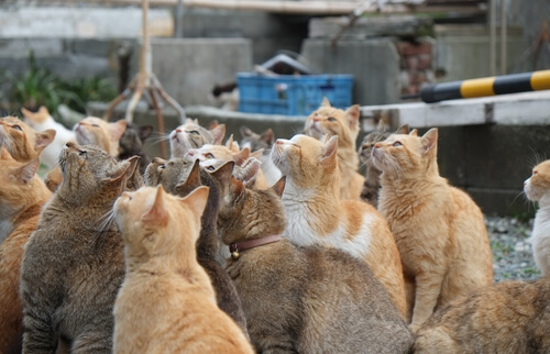 Las islas de los gatos en Japón