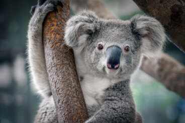 ¿Cómo es el koala?