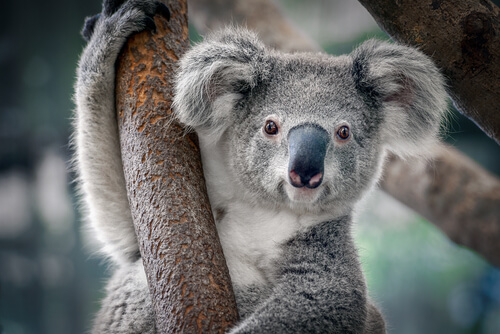 Koala: características