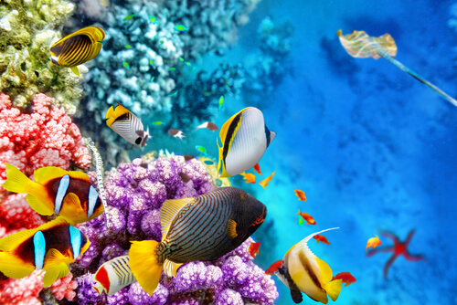 La fauna de la Gran Barrera de Coral