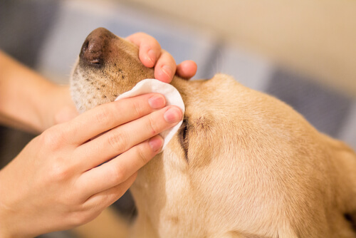Lavar los ojos de tu perro