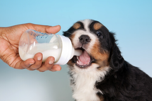 Leche maternizada para cachorros