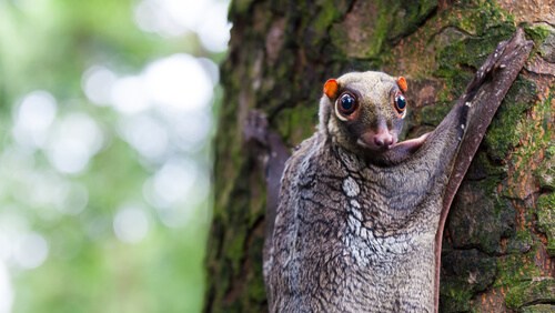 Lemur volador