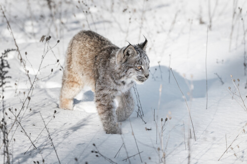 Lince canadiense: características