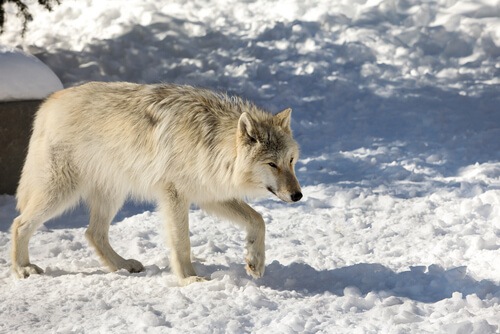 Lobo de Mackenzie