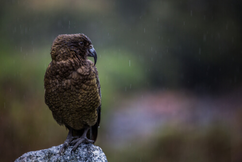 Loro kea de Nueva Zelanda