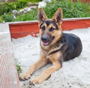Entrena a tu perro para usar la caja de arena