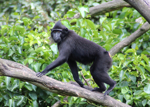Macaco negro crestado