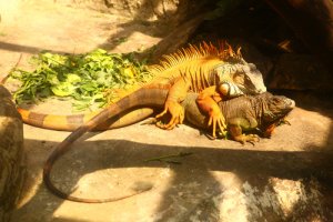 Todo sobre la reproducción de la iguana común