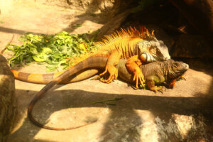 Todo sobre la reproducción de la iguana común