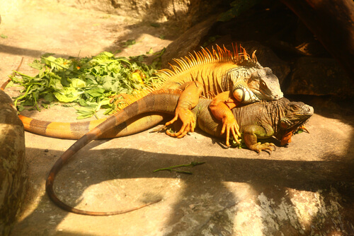 Todo sobre la reproducción de la iguana común