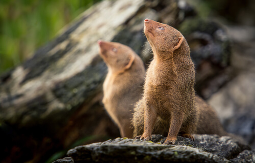 Mangostas: apareamiento