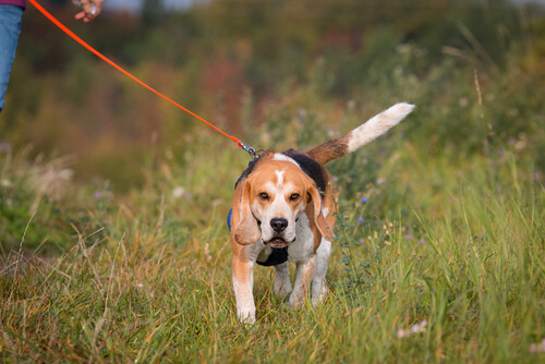 Mantrailing para perros