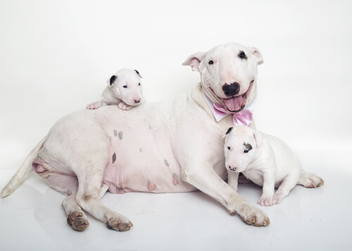 Mastitis en perra lactante: tratramiento