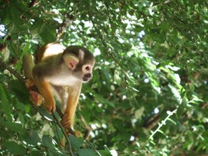 Conoce al mono ardilla