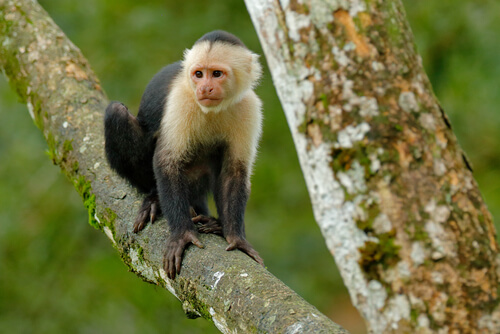 Mono capuchino: características