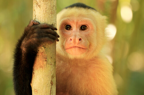 Mono capuchino cebus: características, hábitat y comportamiento