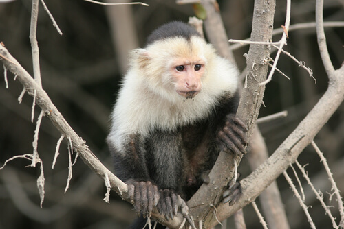 El mono capuchino en un árbol. 