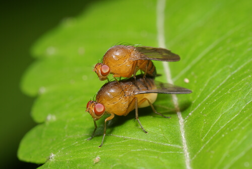 Mosca de la fruta Ceratitis capitata