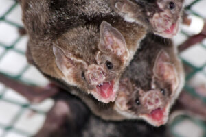5 animales que se alimentan de sangre