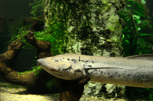 Nombre de peces con respiración pulmonar