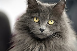 Doce nombres para gatos de pelo largo