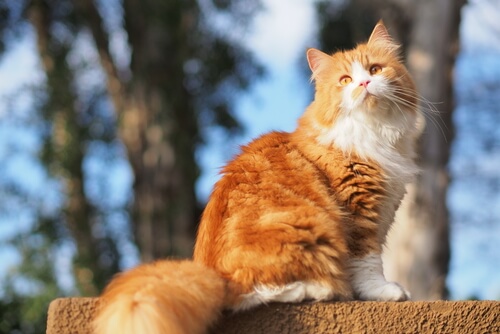 Nombres para gatos