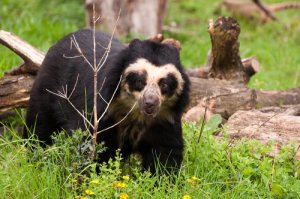 Tipos de osos