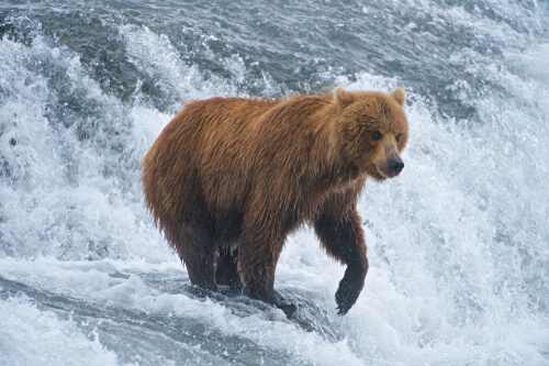 Oso grizzly: características