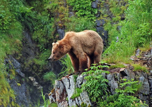 Oso grizzly, el más famoso de los bosques