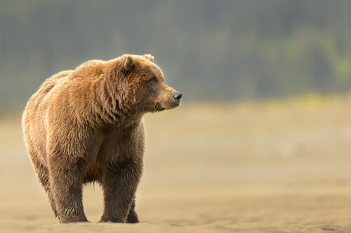 Oso grizzly: hábitat y alimentación