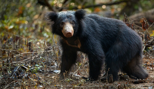 Oso labiado: características