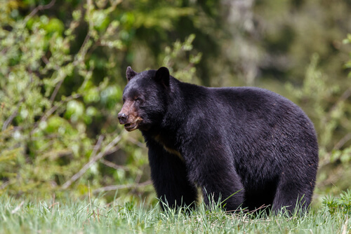 Urso-negro: alimentação