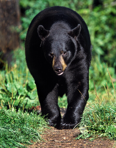 Oso negro americano: hábitat