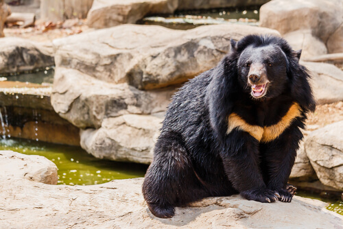 Oso negro asiático en peligro de extinción