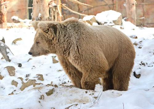 Oso pardo del Himalaya