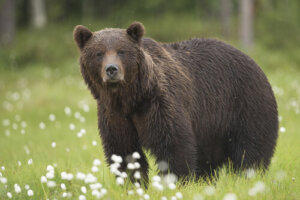 5 subespecies del oso pardo
