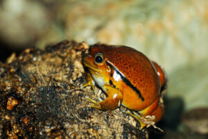 Las 5 ranas más pequeñas del mundo