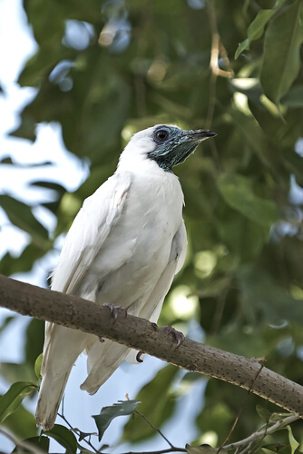 Pájaro campana: autor