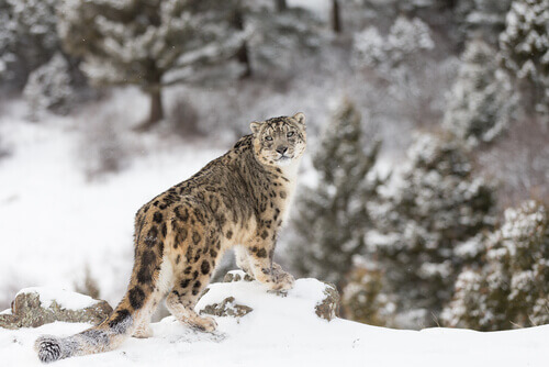 Pantera de las nieves: hábitat