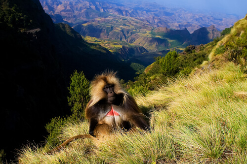 Parque Nacional de las montaÃ±as Simien