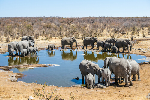 Elefantes en el Parque Nacional Etosha