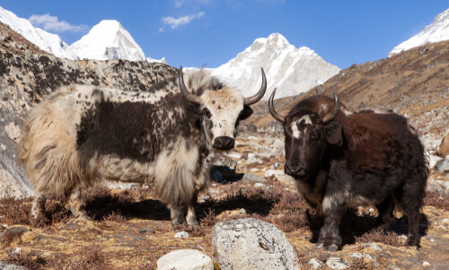 Parque nacional del Himalaya