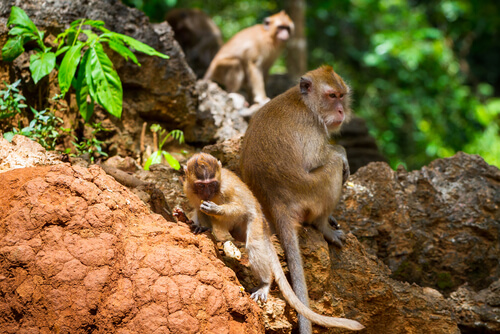 Parque nacional Khao Sok de Tailandia