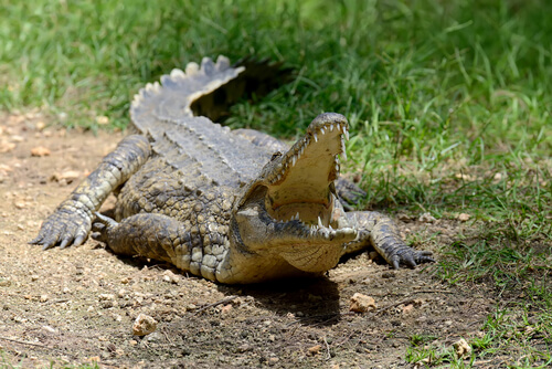 Cocodrilo en el Parque Nacional Kruger