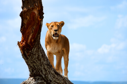 5 parques nacionales de Ãfrica que no te puedes perder